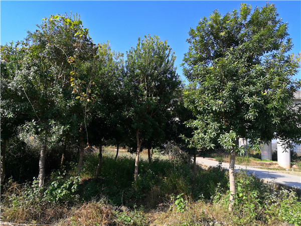 高桿綠化楊梅樹米徑10公分